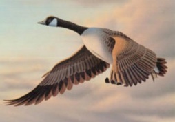 ronald-louque-canadian-goose-flying-stamp-california-art-poster-print