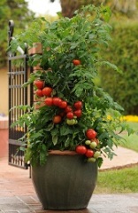 7 18 tomato plant