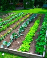 backyard-vegetable-garden