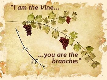 vine-branches