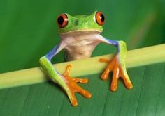 frog hand
